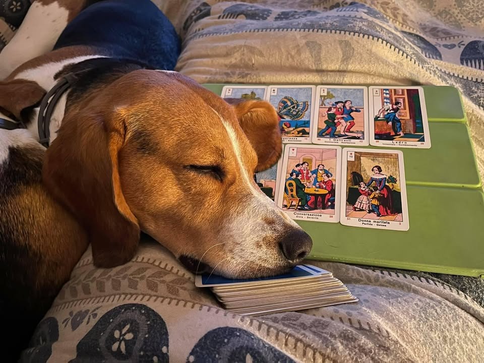 I miei beagles e le mie carte